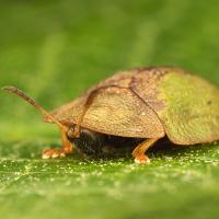 Green Tortoise Beetle 2 